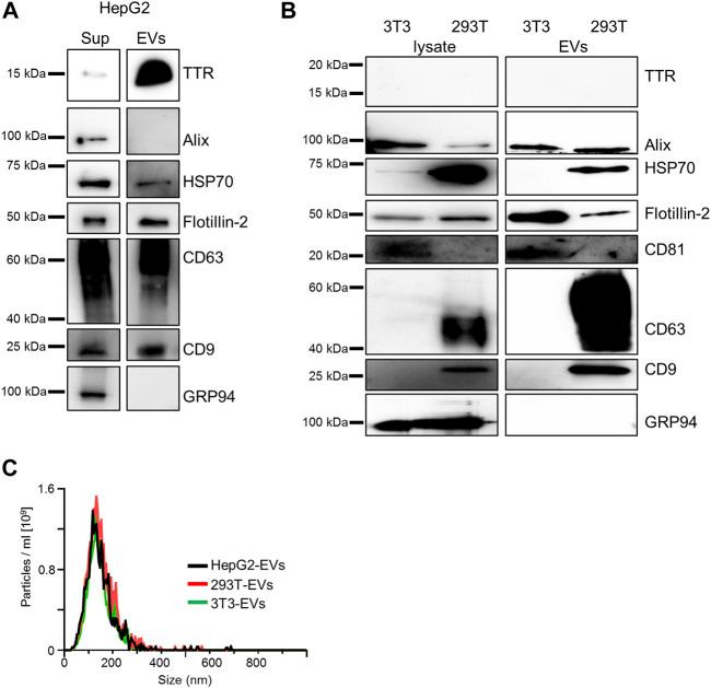 https://cdn.ncbi.nlm.nih.gov/pmc/blobs/807d/8983912/711c7d0c0f99/fmolb-09-839917-g001.jpg