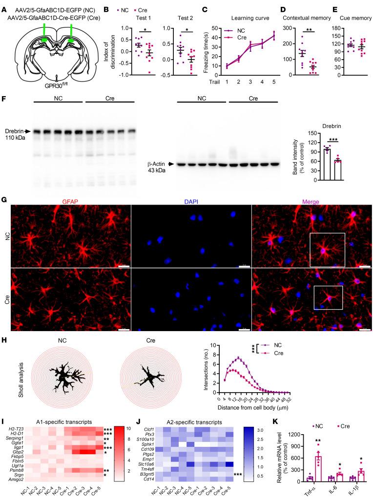 https://cdn.ncbi.nlm.nih.gov/pmc/blobs/8082/10503807/0bb4c18e8ac6/jci-133-165812-g052.jpg