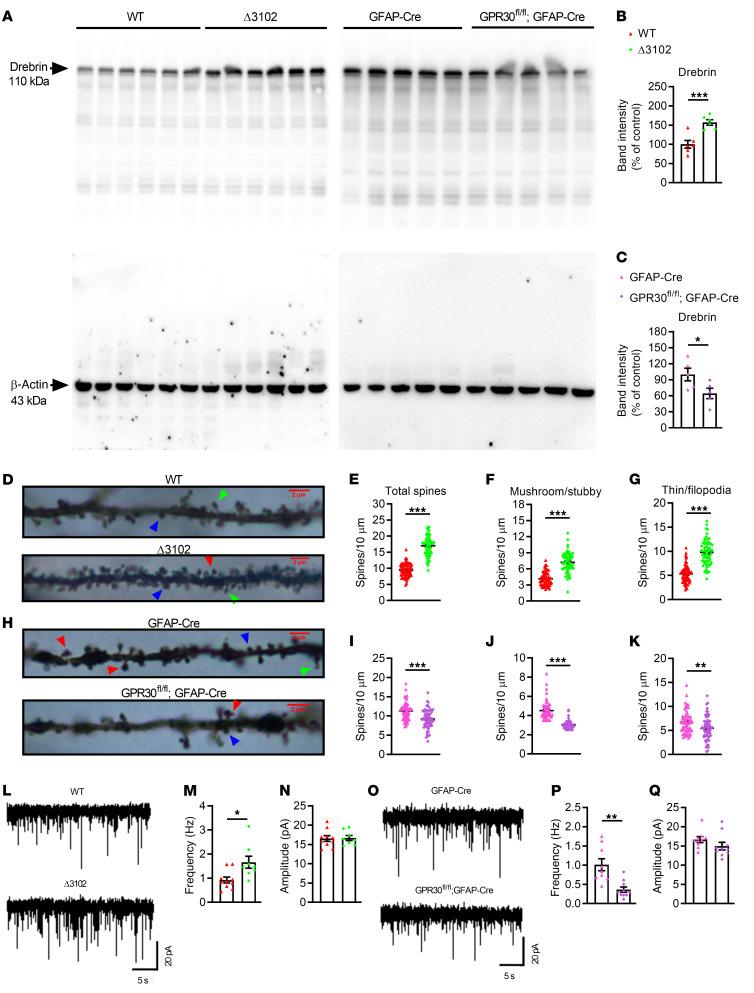https://cdn.ncbi.nlm.nih.gov/pmc/blobs/8082/10503807/6840369cb522/jci-133-165812-g050.jpg