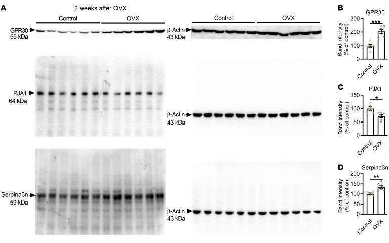 https://cdn.ncbi.nlm.nih.gov/pmc/blobs/8082/10503807/9c3c38ac9b85/jci-133-165812-g048.jpg