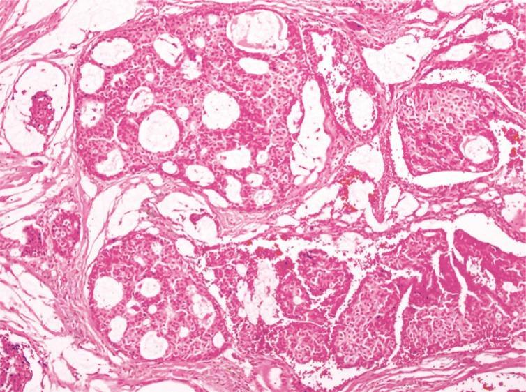 https://cdn.ncbi.nlm.nih.gov/pmc/blobs/8085/5556805/ae0c3df638b5/acfs-17-158-g003.jpg