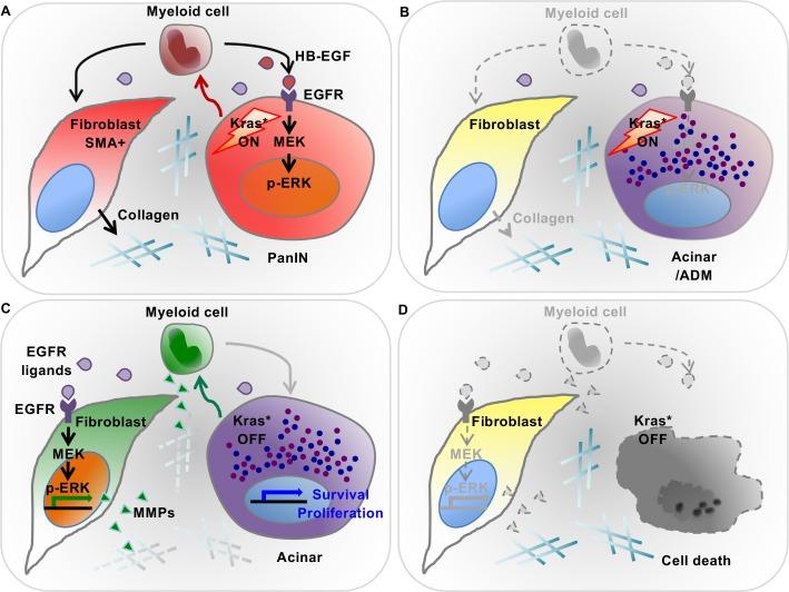 https://cdn.ncbi.nlm.nih.gov/pmc/blobs/8086/5690281/37b8600fbef3/elife-27388-fig9.jpg