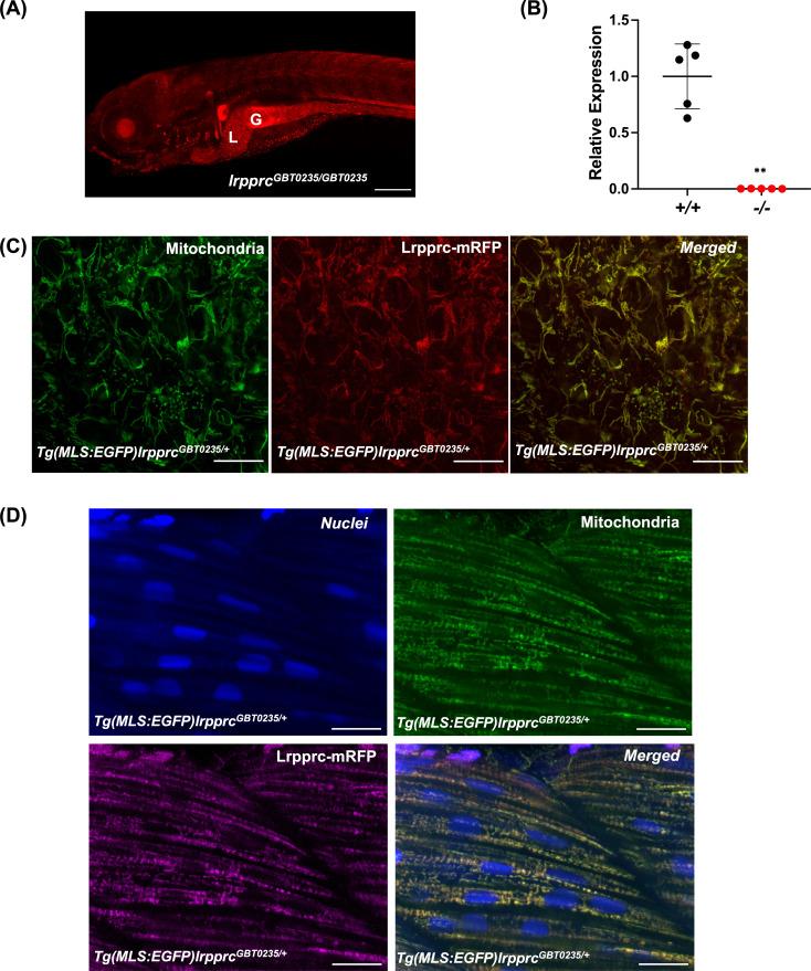 https://cdn.ncbi.nlm.nih.gov/pmc/blobs/8088/9859037/57cfcbba6b72/elife-65488-fig3.jpg