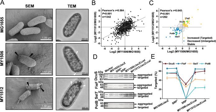 https://cdn.ncbi.nlm.nih.gov/pmc/blobs/8089/7844537/24db79286833/mBio.02373-20-f0003.jpg