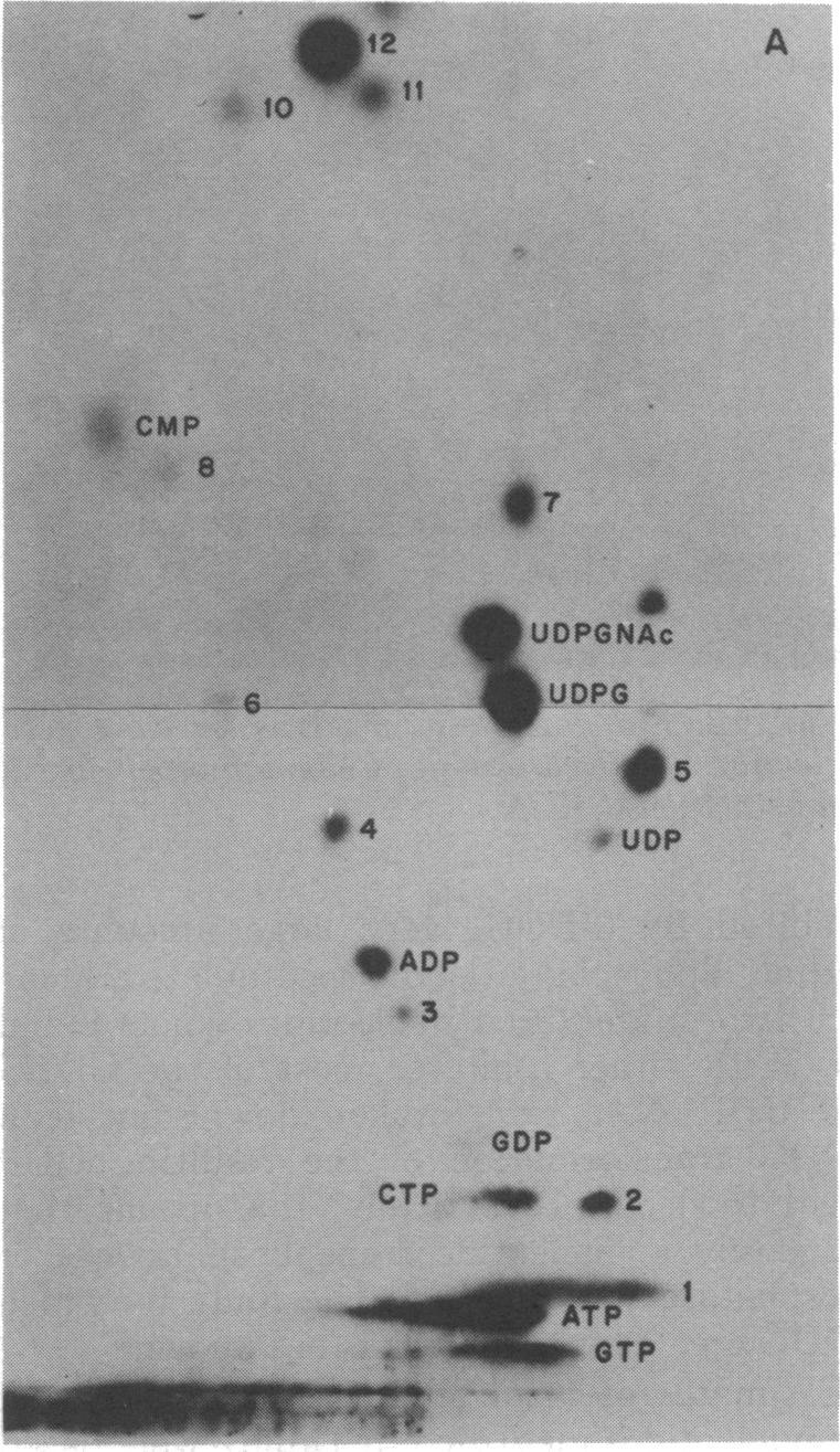 https://cdn.ncbi.nlm.nih.gov/pmc/blobs/808a/251836/a9c4e3c62f18/jbacter00351-0313-a.jpg