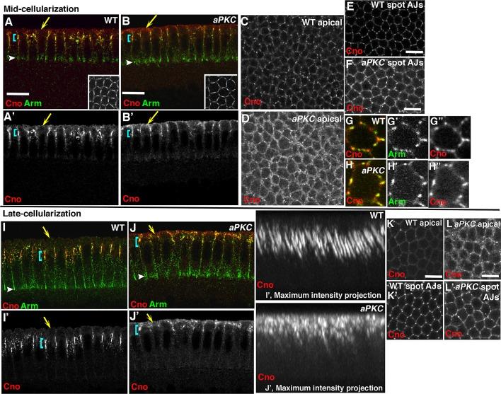 https://cdn.ncbi.nlm.nih.gov/pmc/blobs/808b/3608504/9126f663268f/945fig9.jpg
