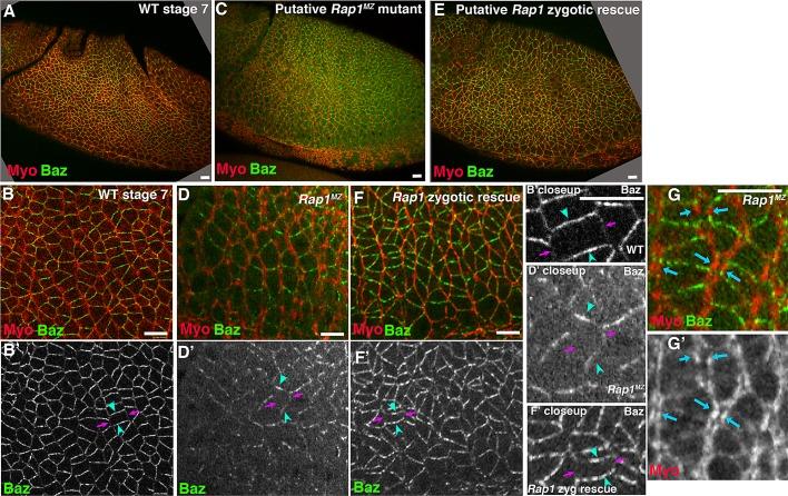 https://cdn.ncbi.nlm.nih.gov/pmc/blobs/808b/3608504/aeaff52c2037/945fig7.jpg