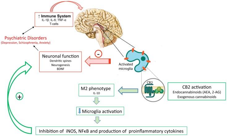 https://cdn.ncbi.nlm.nih.gov/pmc/blobs/808d/4729885/245f237c48d5/fneur-07-00005-g001.jpg