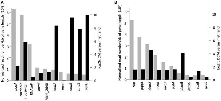 https://cdn.ncbi.nlm.nih.gov/pmc/blobs/808d/5585157/d8e6595c2106/fmicb-08-01600-g0003.jpg
