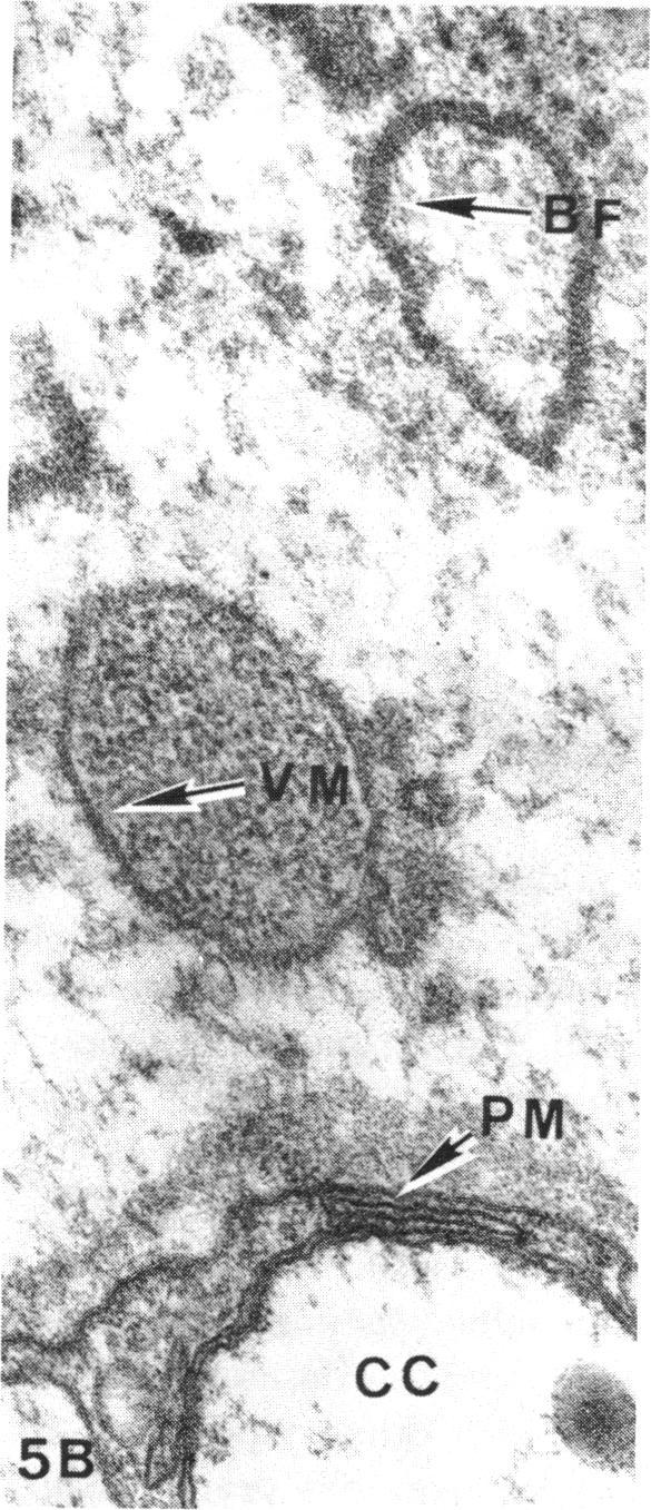 https://cdn.ncbi.nlm.nih.gov/pmc/blobs/808e/1312140/0790739f538b/taos00021-0238-b.jpg