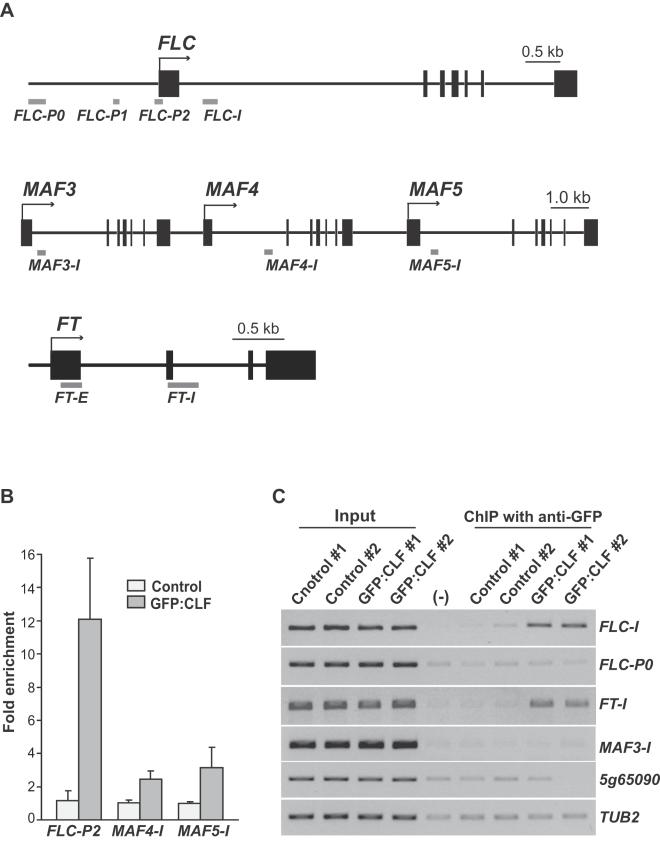 https://cdn.ncbi.nlm.nih.gov/pmc/blobs/808f/2561057/0d4beb172625/pone.0003404.g004.jpg