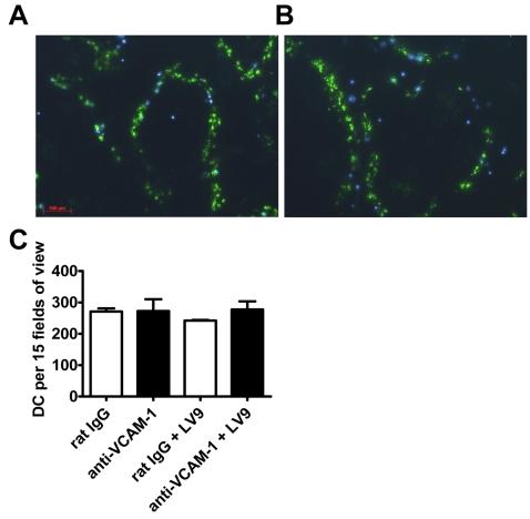https://cdn.ncbi.nlm.nih.gov/pmc/blobs/8090/2528938/a46b09719b08/ppat.1000158.g006.jpg