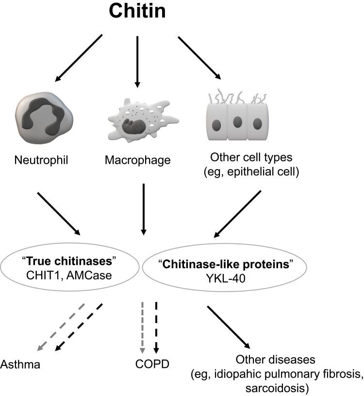 https://cdn.ncbi.nlm.nih.gov/pmc/blobs/8090/7185641/405235c3fcf5/COPD-15-885-g0001.jpg