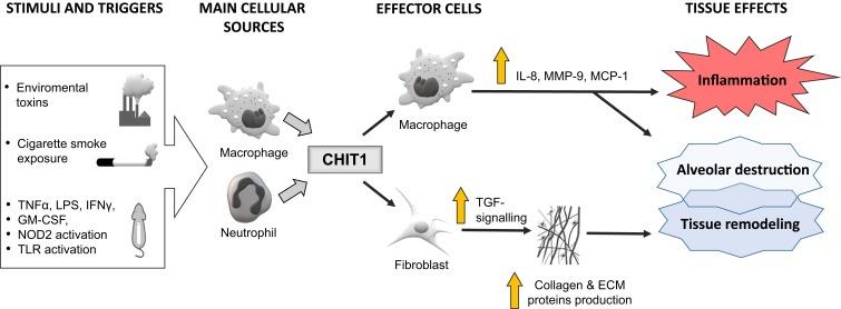 https://cdn.ncbi.nlm.nih.gov/pmc/blobs/8090/7185641/95b1ecd065ac/COPD-15-885-g0002.jpg