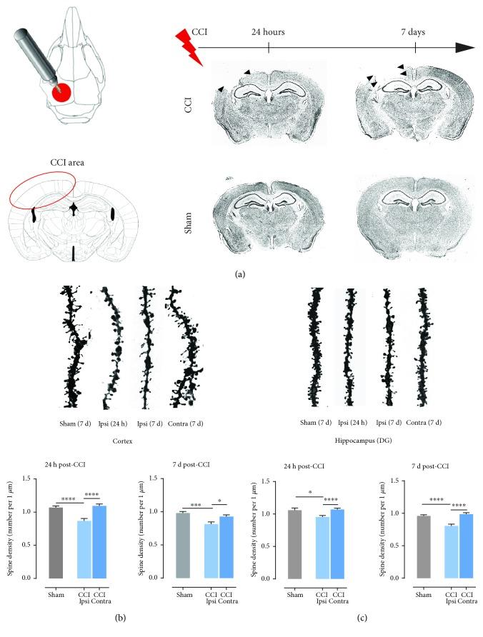 https://cdn.ncbi.nlm.nih.gov/pmc/blobs/8091/6526556/4394a97d618c/NP2019-3259295.001.jpg