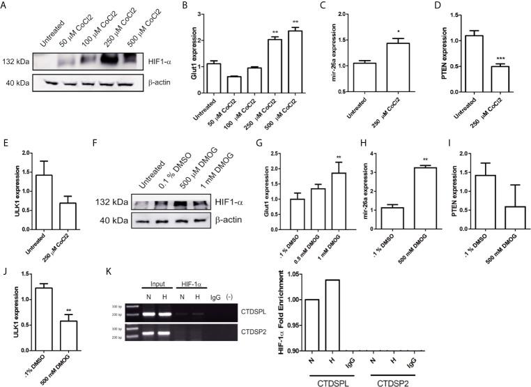 https://cdn.ncbi.nlm.nih.gov/pmc/blobs/8099/8187873/36d25035d4df/fonc-11-594200-g005.jpg