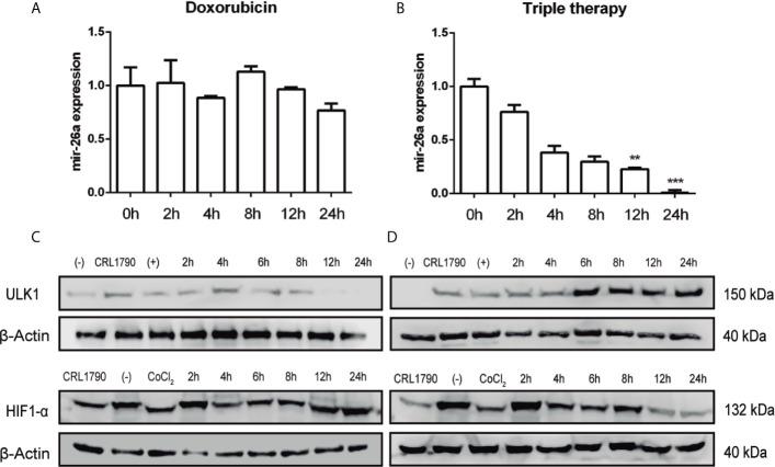 https://cdn.ncbi.nlm.nih.gov/pmc/blobs/8099/8187873/d6538ad868a3/fonc-11-594200-g004.jpg
