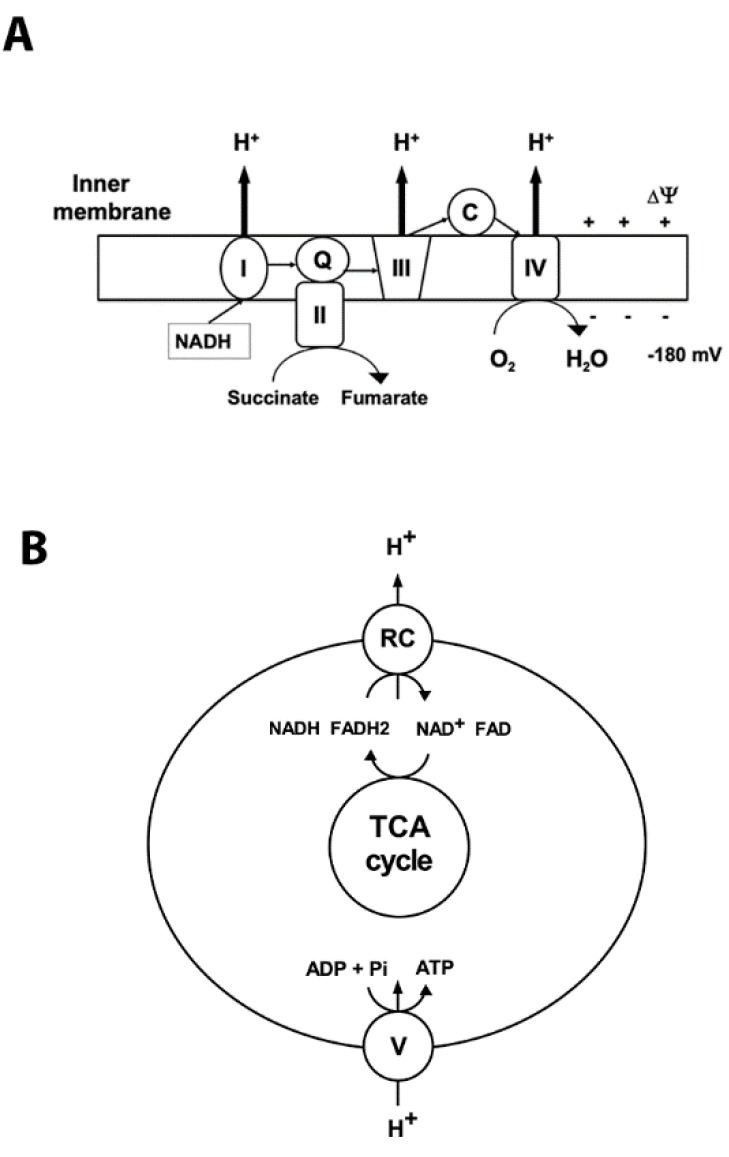 https://cdn.ncbi.nlm.nih.gov/pmc/blobs/809a/7408119/7a1b07495d39/brainsci-10-00449-g001.jpg