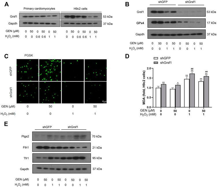 https://cdn.ncbi.nlm.nih.gov/pmc/blobs/809a/9117627/682c5ddcc4d3/fphar-13-879870-g003.jpg