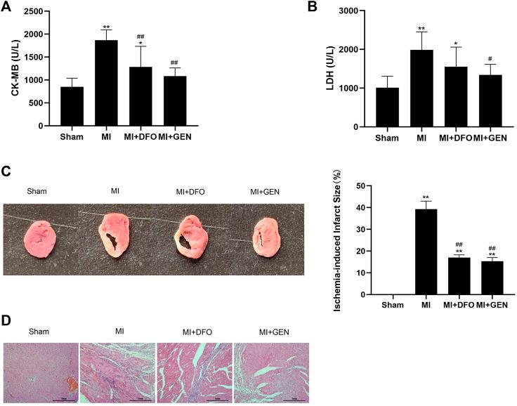 https://cdn.ncbi.nlm.nih.gov/pmc/blobs/809a/9117627/b125fc8cf256/fphar-13-879870-g005.jpg