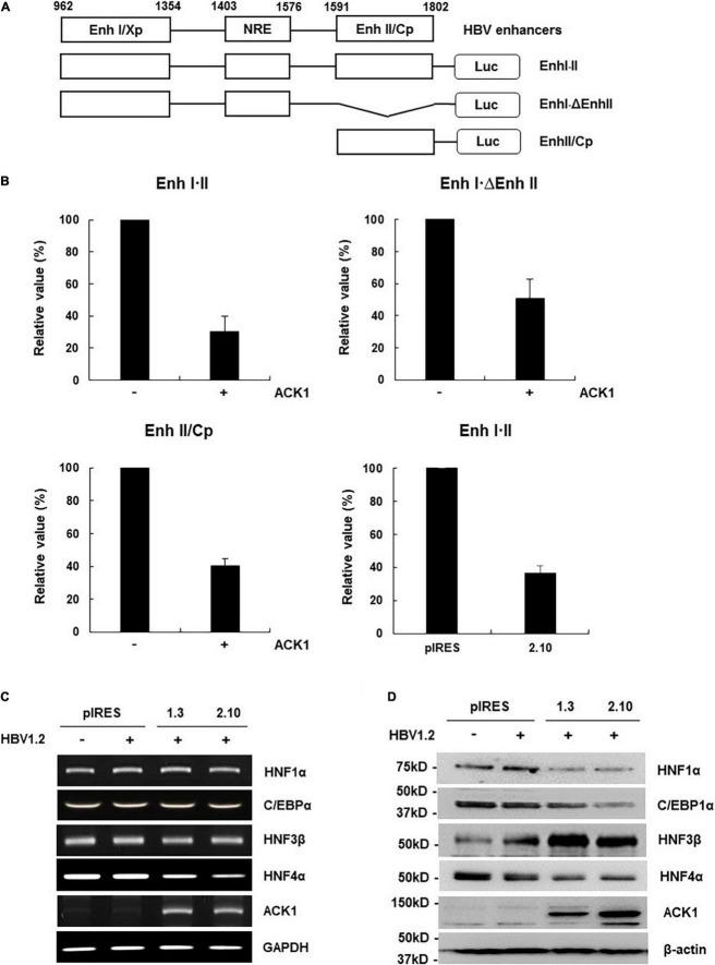 https://cdn.ncbi.nlm.nih.gov/pmc/blobs/809e/8733702/a986dbd64423/fmicb-12-800935-g003.jpg