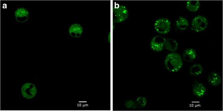 https://cdn.ncbi.nlm.nih.gov/pmc/blobs/809f/5656727/ca388f08e11b/253_2017_8531_Fig6_HTML.jpg
