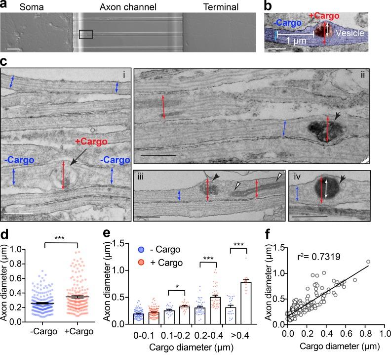https://cdn.ncbi.nlm.nih.gov/pmc/blobs/809f/7199852/9216680de1fd/JCB_201902001_Fig2.jpg