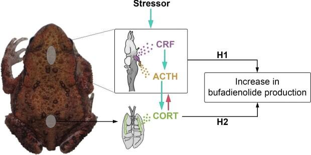 https://cdn.ncbi.nlm.nih.gov/pmc/blobs/80a1/10331804/3742f0152210/obad021fig1.jpg