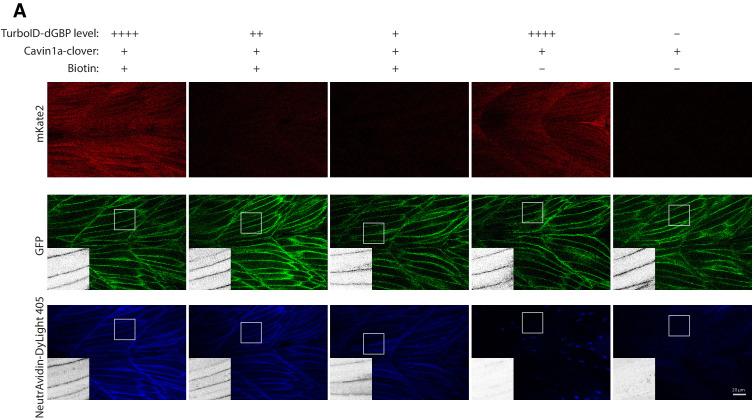 https://cdn.ncbi.nlm.nih.gov/pmc/blobs/80a4/7906605/0343427f23d2/elife-64631-fig4-figsupp1.jpg
