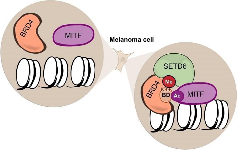 https://cdn.ncbi.nlm.nih.gov/pmc/blobs/80a6/12342177/e8a4158eab7e/zcaf023figgra1.jpg