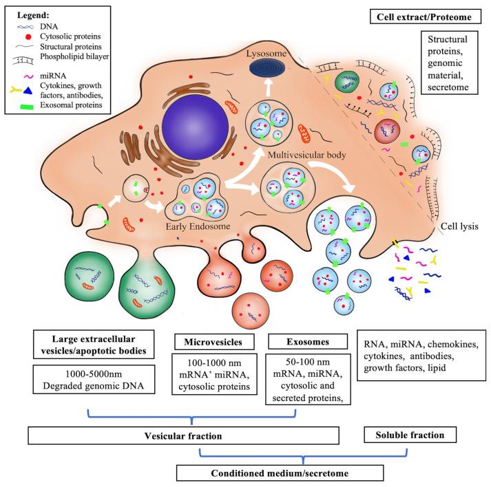 https://cdn.ncbi.nlm.nih.gov/pmc/blobs/80aa/9953449/bcae5014fe91/biology-12-00305-g002.jpg