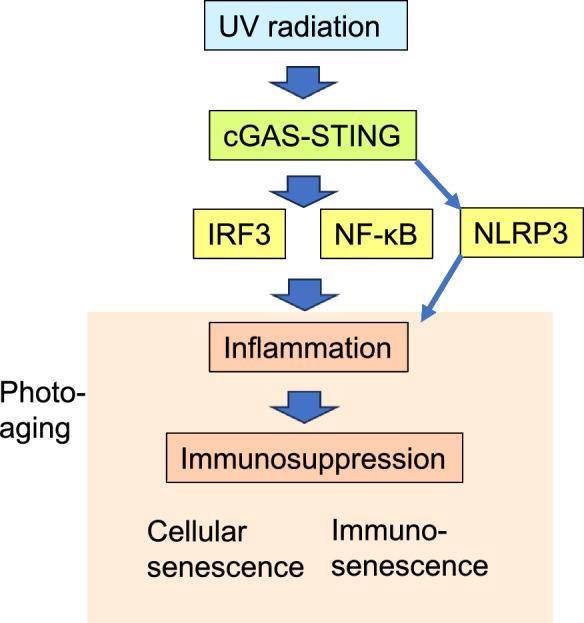 https://cdn.ncbi.nlm.nih.gov/pmc/blobs/80b0/12181222/a884b46d8d9a/10522_2025_10268_Fig1_HTML.jpg