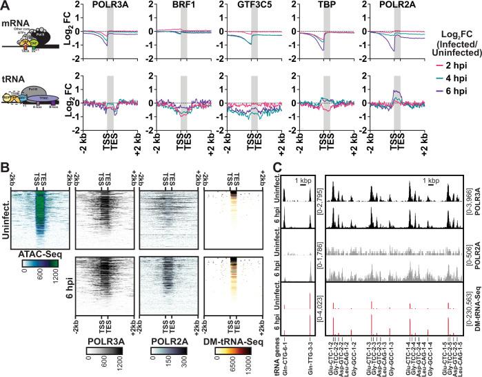 https://cdn.ncbi.nlm.nih.gov/pmc/blobs/80b1/8810925/368b20f73978/41467_2022_28144_Fig4_HTML.jpg