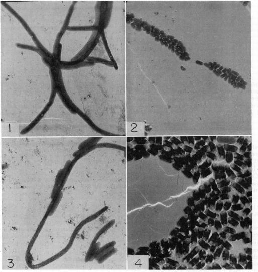 https://cdn.ncbi.nlm.nih.gov/pmc/blobs/80b3/278874/d6e3b0ab5c14/jbacter00483-0104-a.jpg