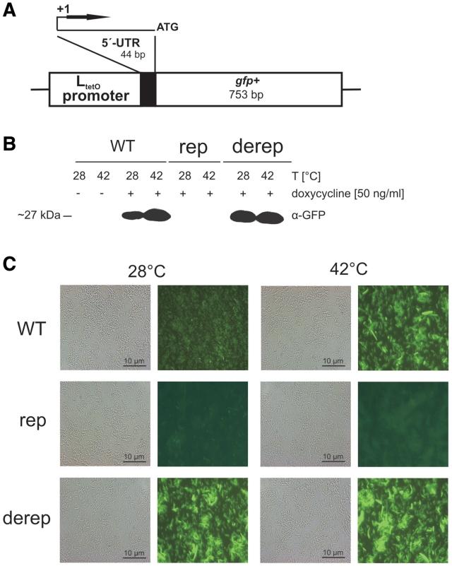 https://cdn.ncbi.nlm.nih.gov/pmc/blobs/80b5/3074152/2edb44409eed/gkq1252f2.jpg