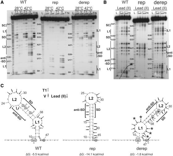 https://cdn.ncbi.nlm.nih.gov/pmc/blobs/80b5/3074152/6dcc4039284e/gkq1252f3.jpg