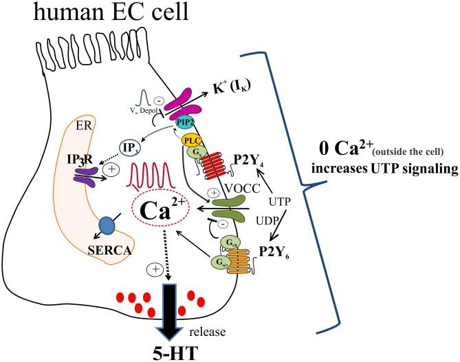 https://cdn.ncbi.nlm.nih.gov/pmc/blobs/80b5/5508028/ad65ba921bb1/fphar-08-00429-g014.jpg