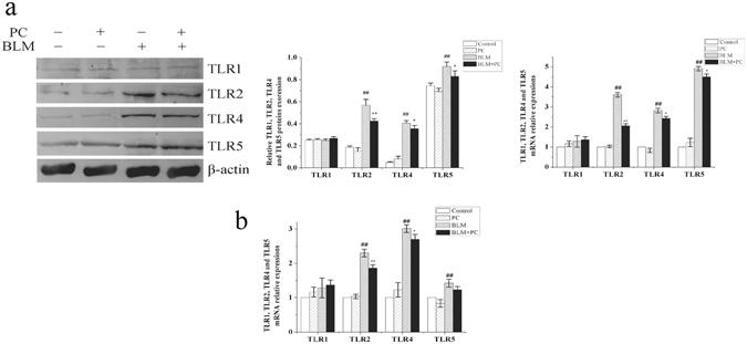 https://cdn.ncbi.nlm.nih.gov/pmc/blobs/80b8/5517415/b69b822822a8/41598_2017_6021_Fig6_HTML.jpg
