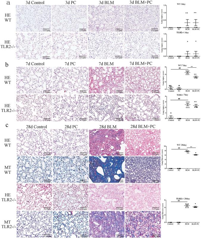 https://cdn.ncbi.nlm.nih.gov/pmc/blobs/80b8/5517415/f0c1da5bdeff/41598_2017_6021_Fig1_HTML.jpg