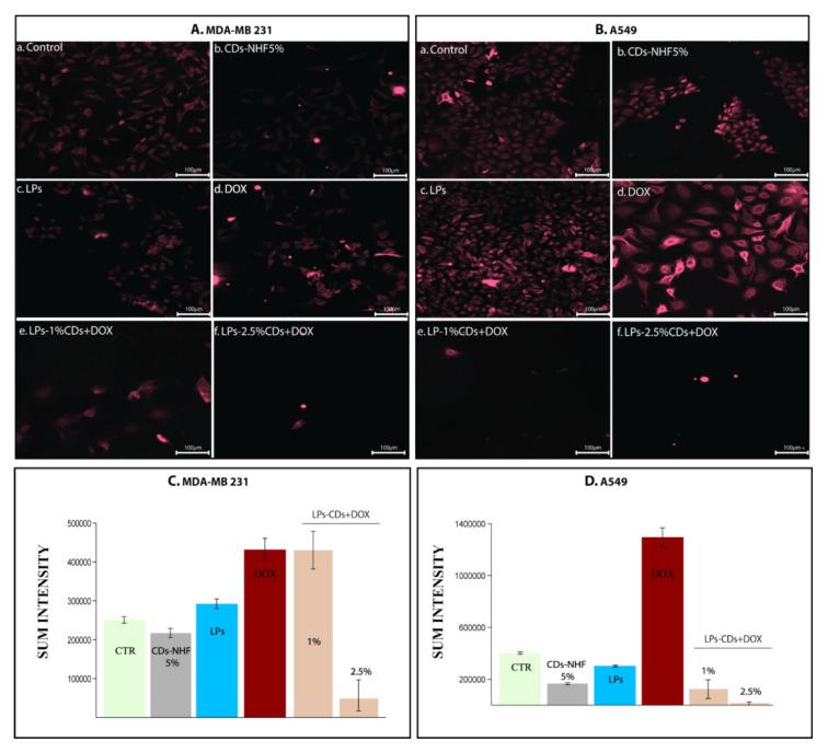 https://cdn.ncbi.nlm.nih.gov/pmc/blobs/80bd/12347740/6078a15061c0/ijms-26-07535-g006.jpg
