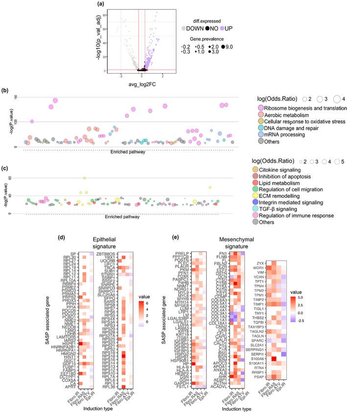 https://cdn.ncbi.nlm.nih.gov/pmc/blobs/80c4/10352575/36df3722ed9d/ACEL-22-e13853-g007.jpg