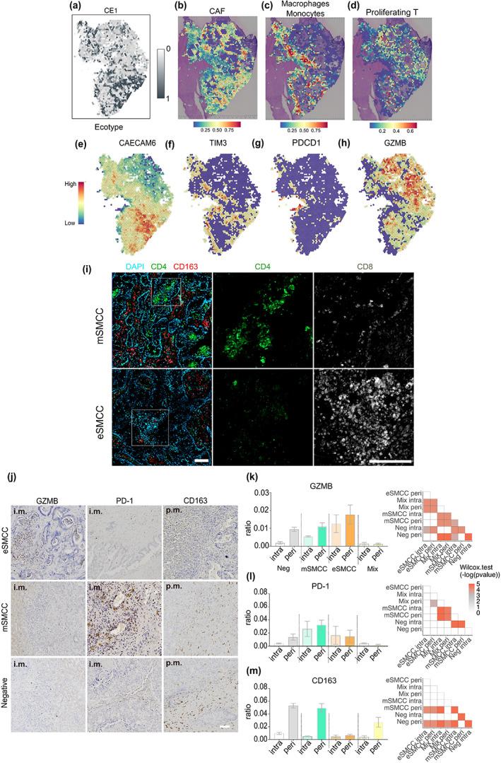 https://cdn.ncbi.nlm.nih.gov/pmc/blobs/80c4/10352575/61520c02447e/ACEL-22-e13853-g005.jpg