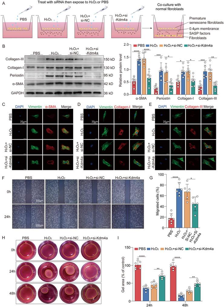 https://cdn.ncbi.nlm.nih.gov/pmc/blobs/80c4/12140349/061b5df60aeb/ADVS-12-2414830-g005.jpg