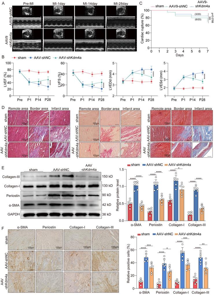 https://cdn.ncbi.nlm.nih.gov/pmc/blobs/80c4/12140349/42f2c58096cf/ADVS-12-2414830-g007.jpg