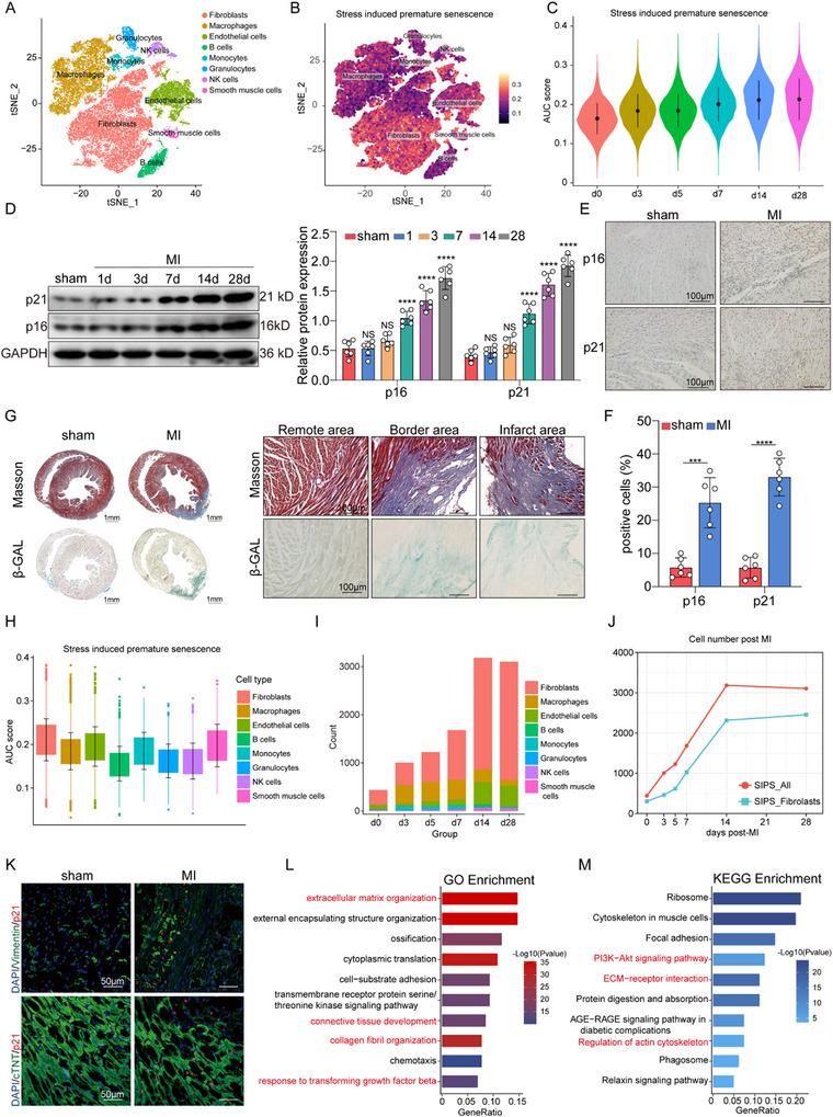 https://cdn.ncbi.nlm.nih.gov/pmc/blobs/80c4/12140349/846dbb5d38d8/ADVS-12-2414830-g001.jpg