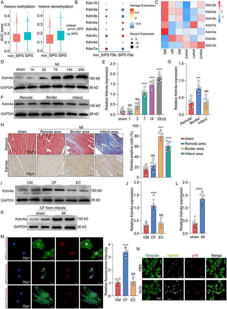 https://cdn.ncbi.nlm.nih.gov/pmc/blobs/80c4/12140349/fc7728867480/ADVS-12-2414830-g008.jpg