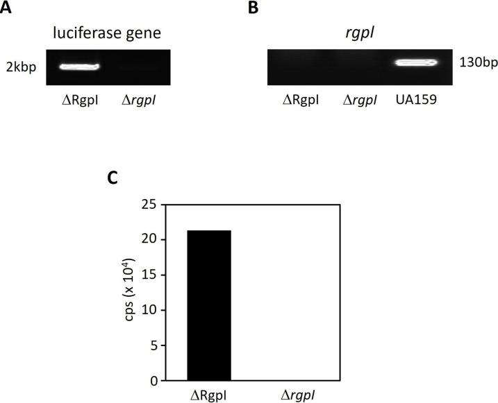 https://cdn.ncbi.nlm.nih.gov/pmc/blobs/80c6/11895454/64e101f7dce8/iai.00097-24.f003.jpg