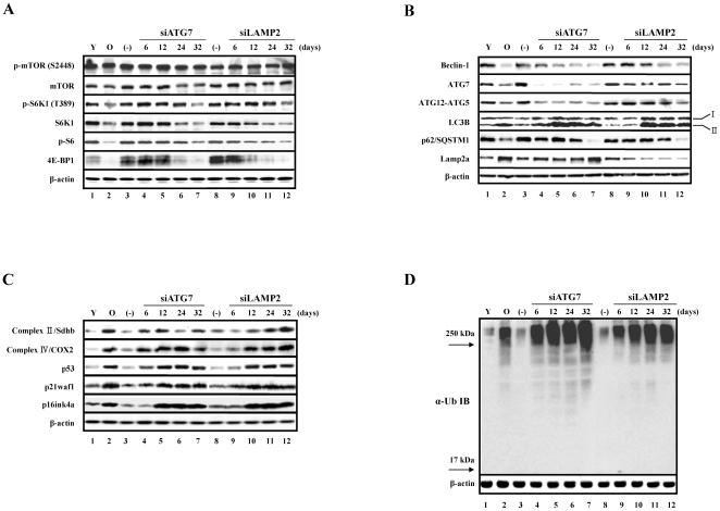 https://cdn.ncbi.nlm.nih.gov/pmc/blobs/80c6/3152578/4d720206c86f/pone.0023367.g004.jpg
