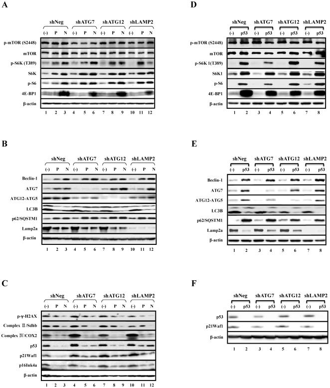https://cdn.ncbi.nlm.nih.gov/pmc/blobs/80c6/3152578/98561bc95cc0/pone.0023367.g008.jpg