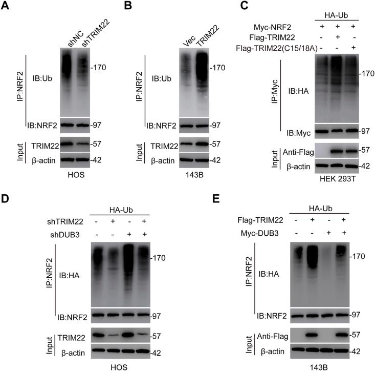 https://cdn.ncbi.nlm.nih.gov/pmc/blobs/80c9/9144049/807314178c67/gr5.jpg